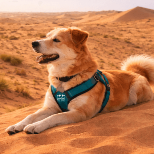 After Desert Walks in Dubai: Tick Checks, Removal and Warning Signs for Dogs