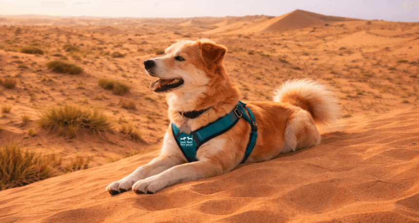 After Desert Walks in Dubai: Tick Checks, Removal and Warning Signs for Dogs