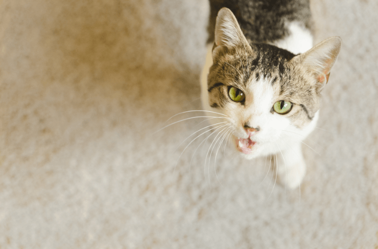 cat meowing