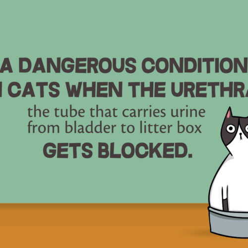 Blocked Cat Emergency: What Every Cat Owner Should Know