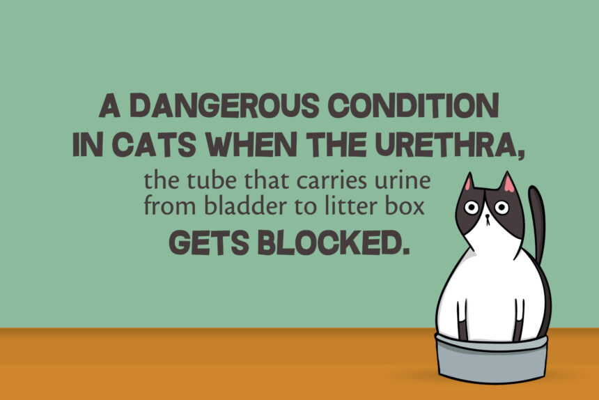 Blocked Cat Emergency: What Every Cat Owner Should Know