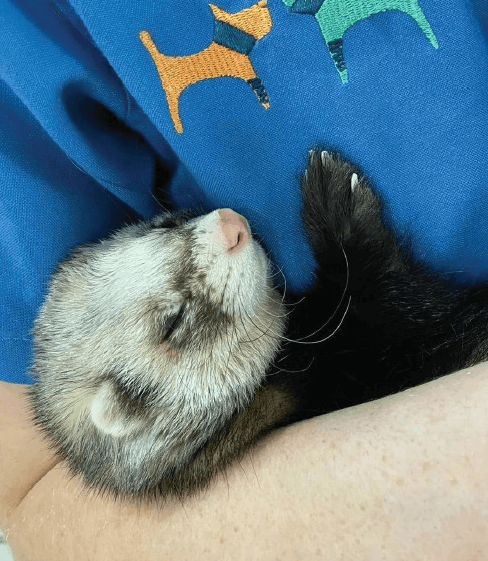 Baby animal