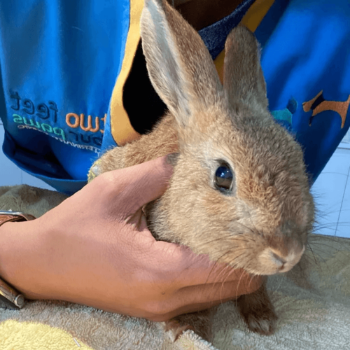 Rabbit Emergencies in Dubai: When to Act Fast and Call Your Vet