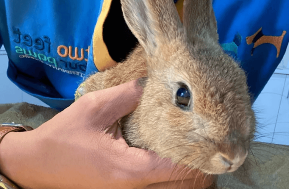 Rabbit Emergencies in Dubai: When to Act Fast and Call Your Vet