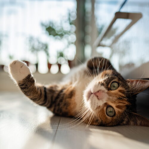 That Small Drop in Weight? It Could Be Your Cat’s First Warning Sign That Small Drop in Weight? It Could Be Your Cat’s First Warning Sign