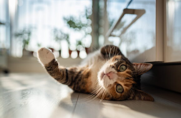 That Small Drop in Weight? It Could Be Your Cat’s First Warning Sign That Small Drop in Weight? It Could Be Your Cat’s First Warning Sign