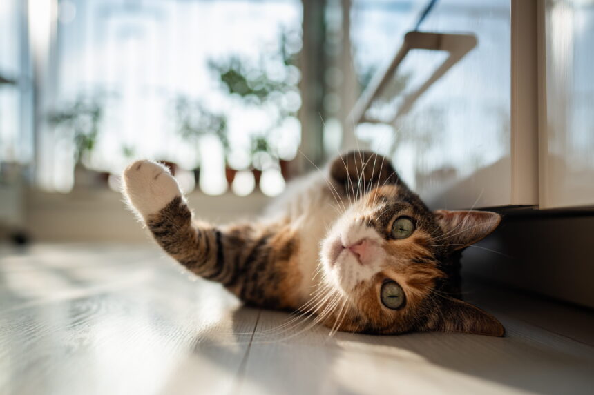 That Small Drop in Weight? It Could Be Your Cat’s First Warning Sign That Small Drop in Weight? It Could Be Your Cat’s First Warning Sign