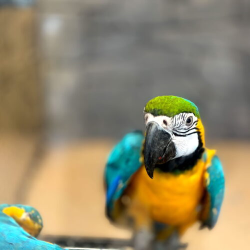 Common Parrot Health Problems and How to Prevent Them
