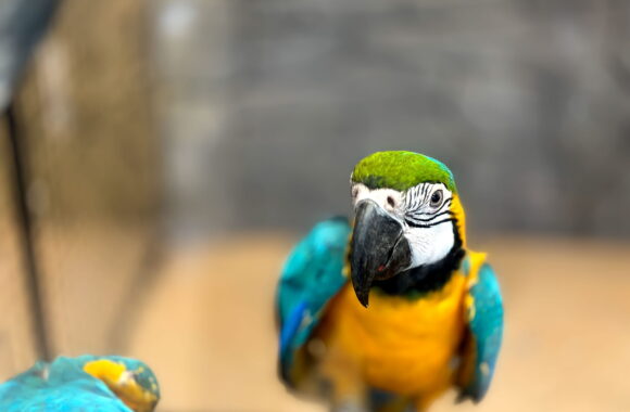 Common Parrot Health Problems and How to Prevent Them
