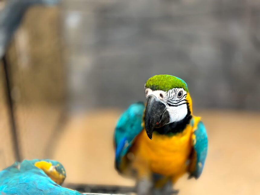 Common Parrot Health Problems and How to Prevent Them