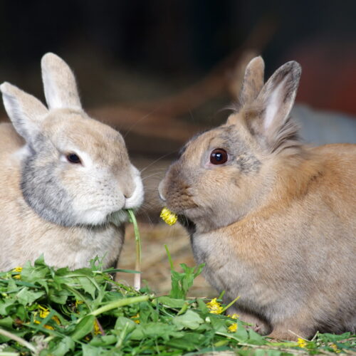 Creating a Social and Enriching Home for Your Bunny: An Essential Part of Exotic Pet Care Creating a Social and Enriching Home for Your Bunny: An Essential Part of Exotic Pet Care