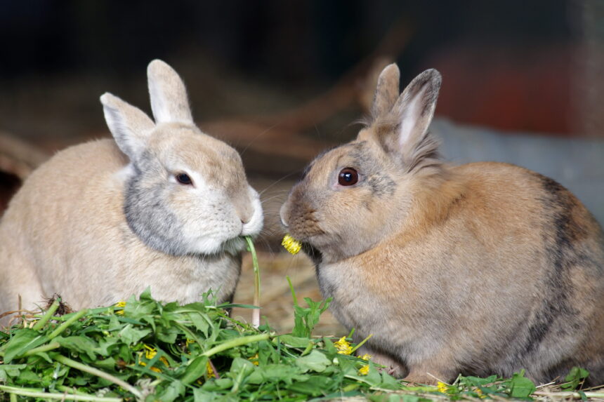 Creating a Social and Enriching Home for Your Bunny: An Essential Part of Exotic Pet Care Creating a Social and Enriching Home for Your Bunny: An Essential Part of Exotic Pet Care