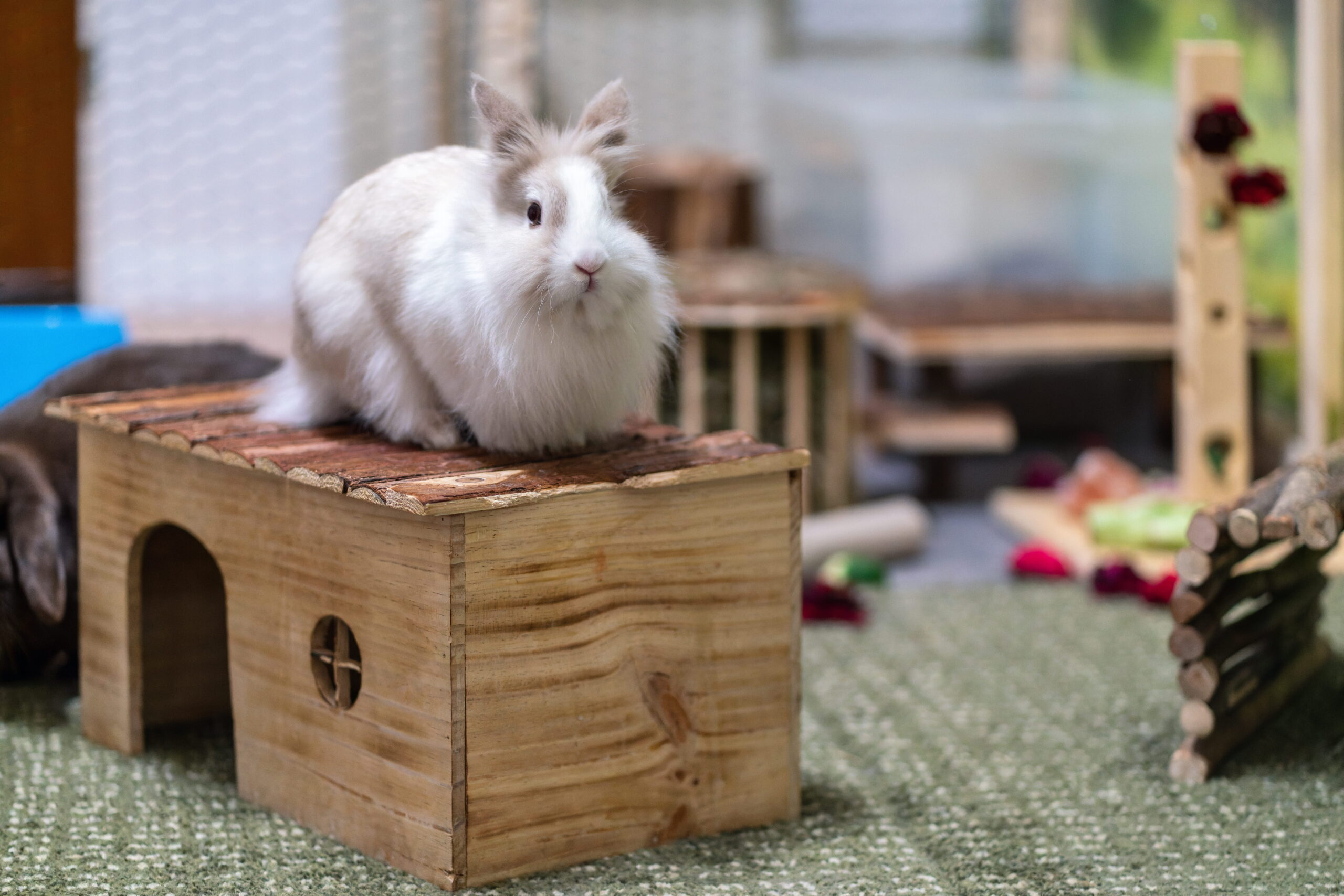white rabbit on wooden box