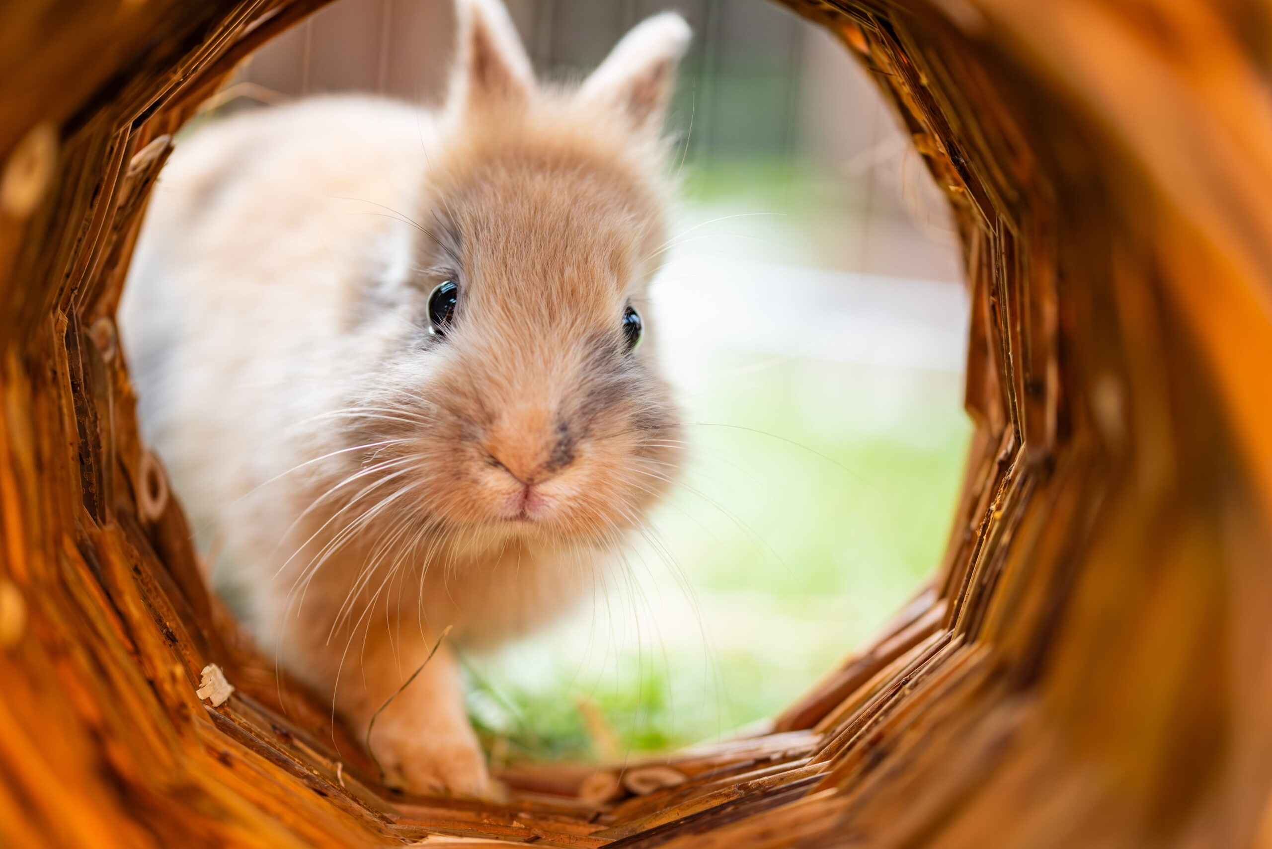 rabbit outside