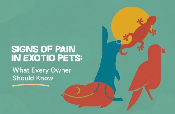 Signs of Pain in Exotic Pets: What Every Owner Should Know