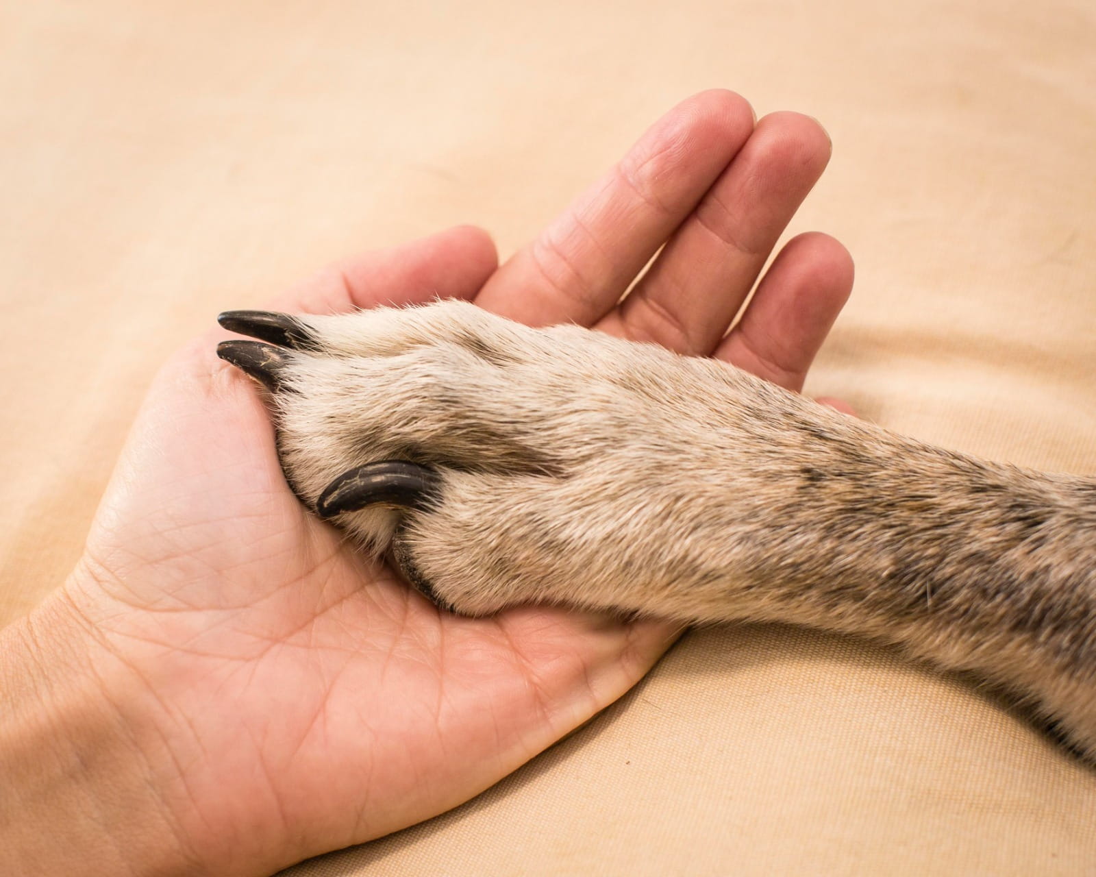 dog paw