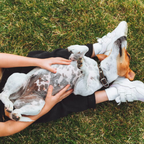 Feeding a Dog With Allergies: What to Avoid and What Helps