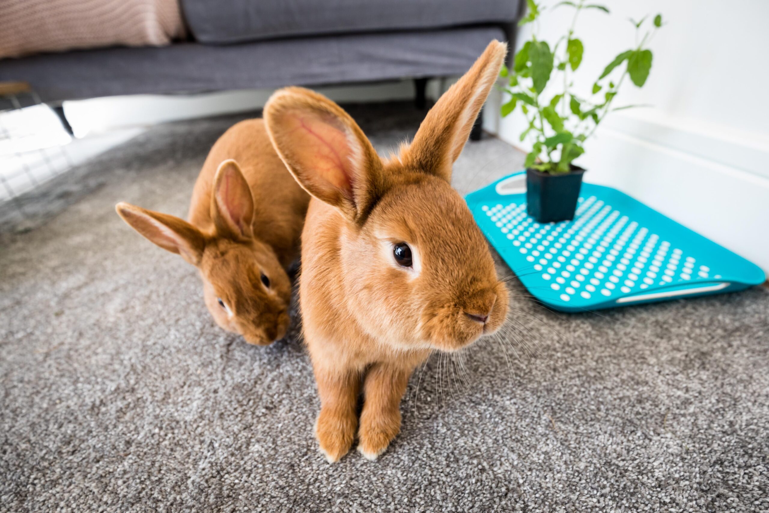 two brown rabbits
