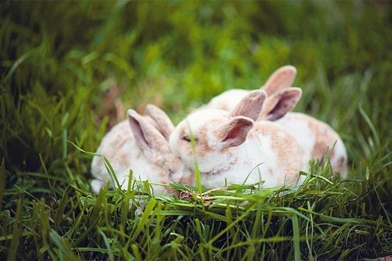 two white rabbits on green grass
