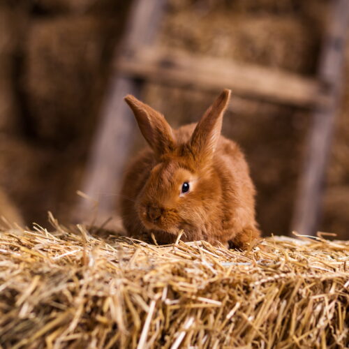 GI Stasis in Rabbits: An Exotic Vet in Dubai Explains the Warning Signs GI Stasis in Rabbits: An Exotic Vet in Dubai Explains the Warning Signs