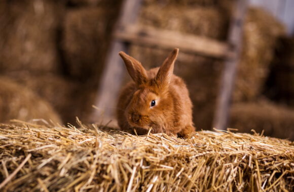 GI Stasis in Rabbits: An Exotic Vet in Dubai Explains the Warning Signs