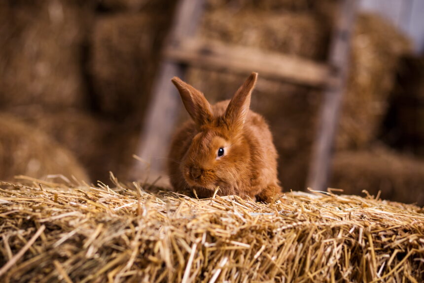 GI Stasis in Rabbits: An Exotic Vet in Dubai Explains the Warning Signs