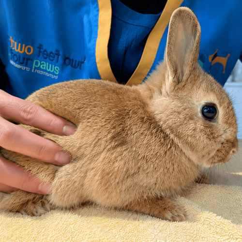 Does My Rabbit Need an Annual Health Check? Advice From an Exotic Vet in Dubai Does My Rabbit Need an Annual Health Check? Advice From an Exotic Vet in Dubai