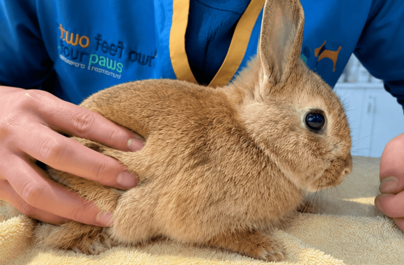 Does My Rabbit Need an Annual Health Check? Advice From an Exotic Vet in Dubai
