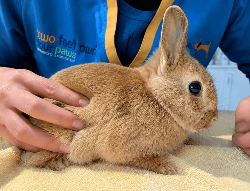 Does My Rabbit Need an Annual Health Check? Advice From an Exotic Vet in Dubai