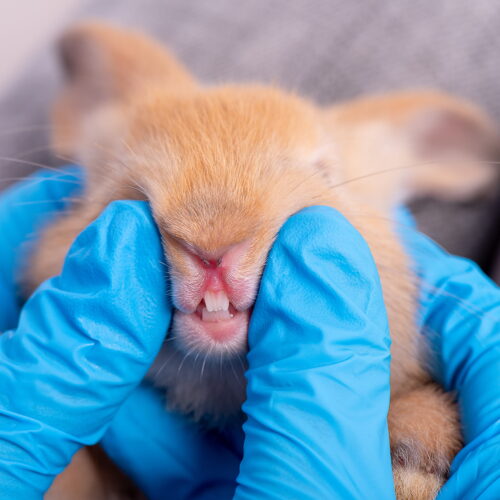 Rabbit Dental Health: The Silent Problem Most Exotic Pet Owners Miss