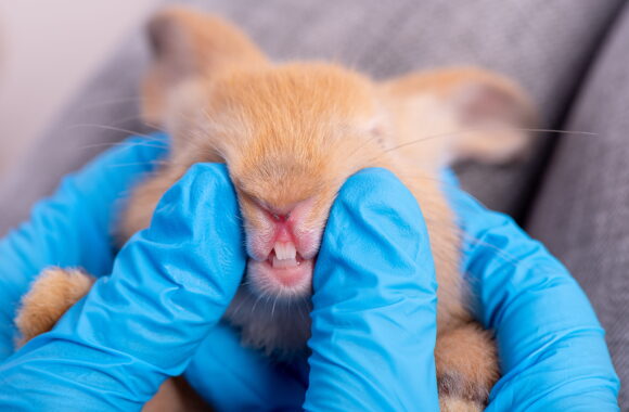 Rabbit Dental Health: The Silent Problem Most Exotic Pet Owners Miss