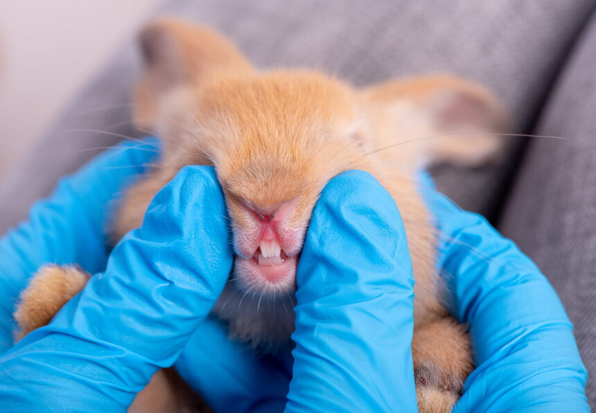Rabbit Dental Health: The Silent Problem Most Exotic Pet Owners Miss
