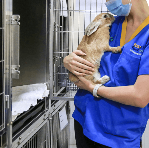Rabbit Dental Problems: Signs, Causes and Treatment From an Exotic Vet in Dubai Rabbit Dental Problems: Signs, Causes and Treatment From an Exotic Vet in Dubai