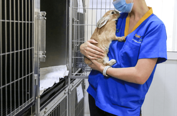 Rabbit Dental Problems: Signs, Causes and Treatment From an Exotic Vet in Dubai