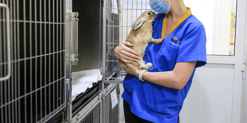 Rabbit Dental Problems: Signs, Causes and Treatment From an Exotic Vet in Dubai