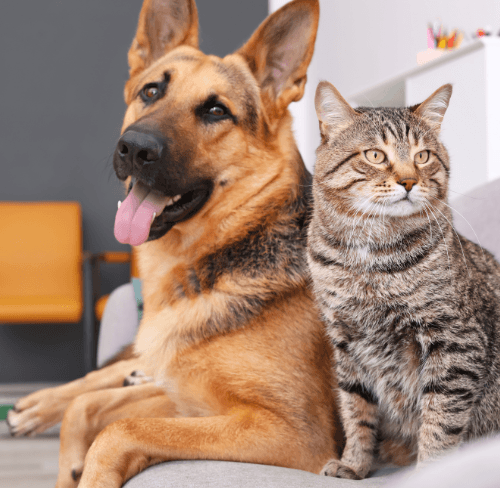 Digestive Issues in Dogs and Cats: What’s Behind Them? Digestive Issues in Dogs and Cats: What’s Behind Them?
