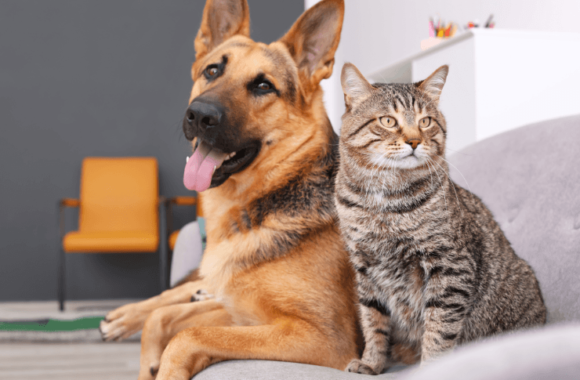 Digestive Issues in Dogs and Cats: What’s Behind Them? Digestive Issues in Dogs and Cats: What’s Behind Them?