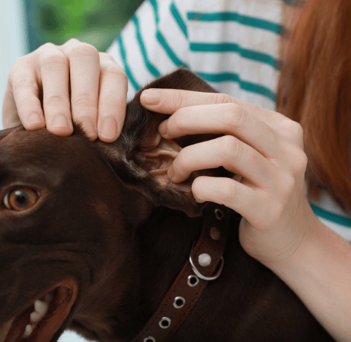 Where Do Ticks Hide on Dogs? A Dog Vet in Dubai Explains the Ehrlichiosis Risk Where Do Ticks Hide on Dogs? A Dog Vet in Dubai Explains the Ehrlichiosis Risk
