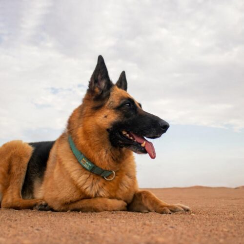 My Dog Had a Tick Bite: Should I Be Worried? Advice From a Dog Vet in Dubai My Dog Had a Tick Bite: Should I Be Worried? Advice From a Dog Vet in Dubai