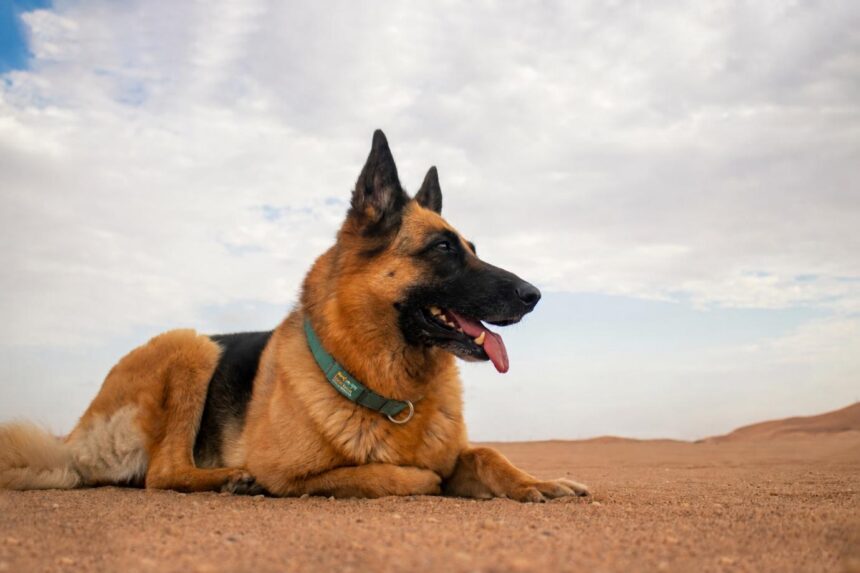 My Dog Had a Tick Bite: Should I Be Worried? Advice From a Dog Vet in Dubai