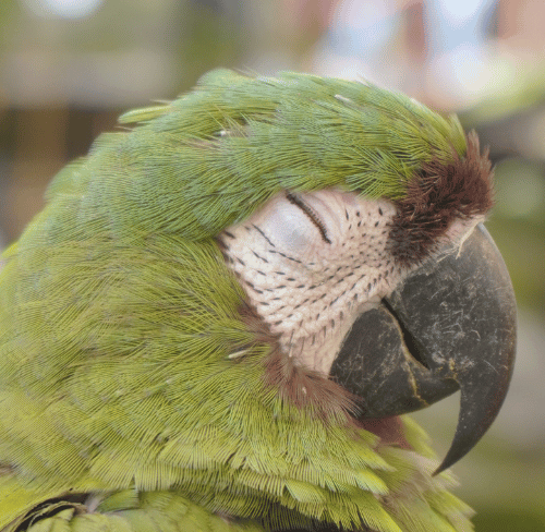 Why Birds Hide Illness and What Owners Should Watch For – Avian Vet Advice