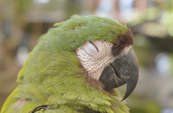 Why Birds Hide Illness and What Owners Should Watch For – Avian Vet Advice