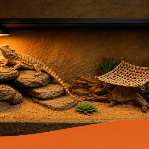 Bearded Dragon Care in Dubai: The Essential Setup Guide Bearded Dragon Care in Dubai: The Essential Setup Guide