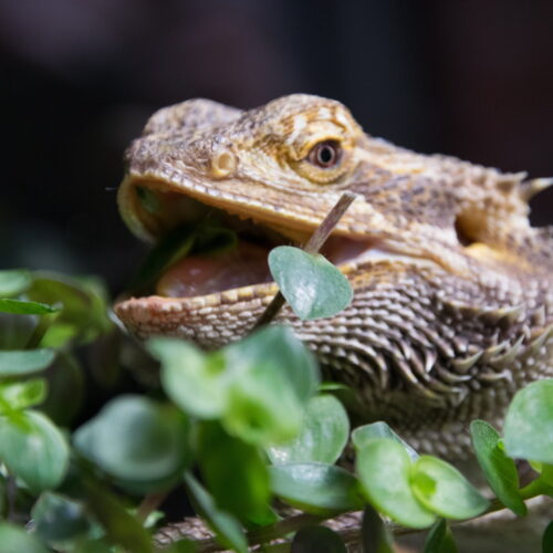 What Should a Bearded Dragon Eat? Nutrition, Supplements & Signs of Illness What Should a Bearded Dragon Eat? Nutrition, Supplements & Signs of Illness