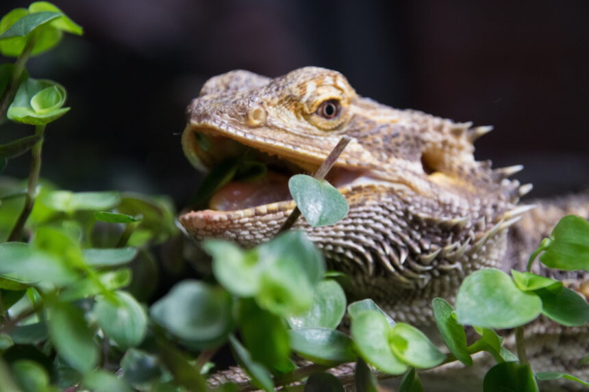 What Should a Bearded Dragon Eat? Nutrition, Supplements & Signs of Illness What Should a Bearded Dragon Eat? Nutrition, Supplements & Signs of Illness
