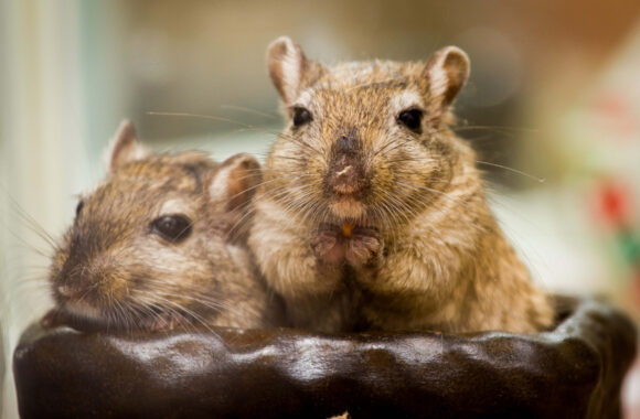 Behavioural Changes in Hamsters, Rats, Mice and Gerbils: Could Your Exotic Pet Be in Pain?