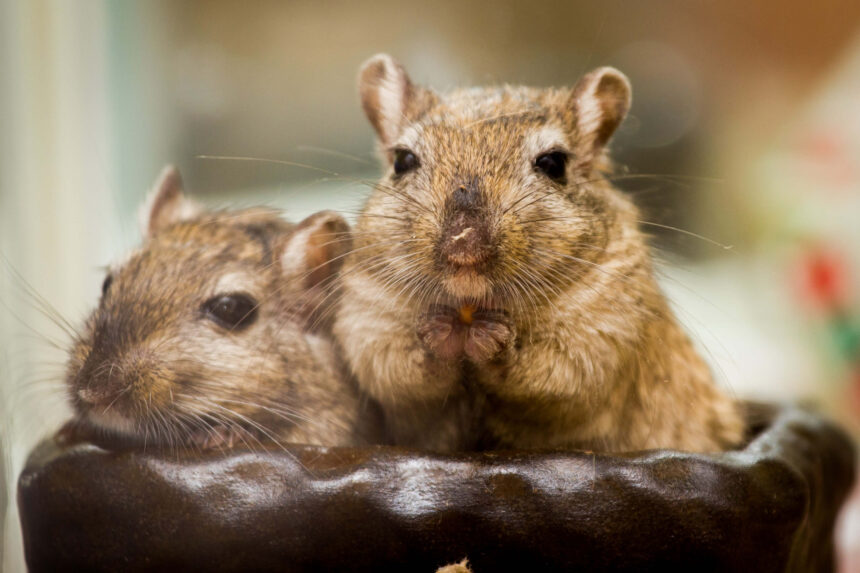 Behavioural Changes in Hamsters, Rats, Mice and Gerbils: Could Your Exotic Pet Be in Pain?
