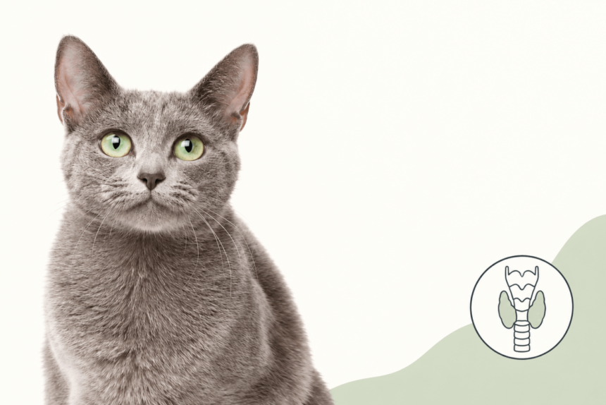 Hyperthyroidism in Cats: Signs and Treatment From a Cat Vet Hyperthyroidism in Cats: Signs and Treatment From a Cat Vet