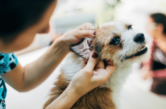Ear Problems in Dogs: Advice From a Vet Clinic in Dubai