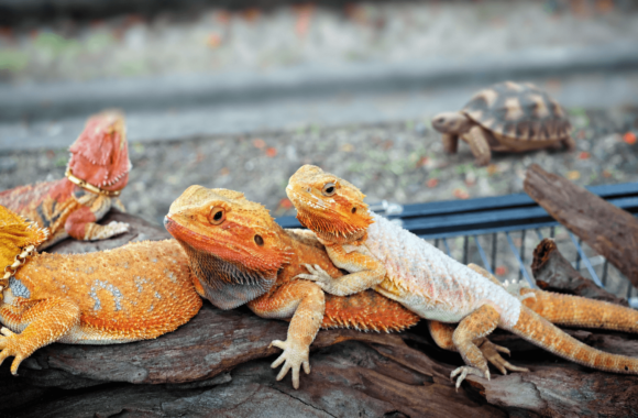 Is My Reptile in Pain? Behavioural Changes a Reptile Vet in Dubai Should Assess